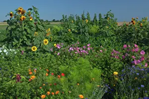 Cornflowers: Sunflowers with Royal Mallow (Lavatera trimestris)