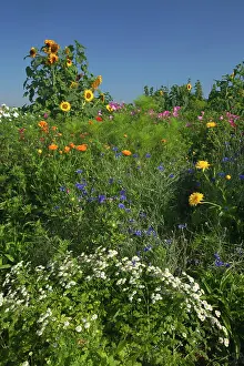 Cornflowers: Sunflowers with Royal Mallow (Lavatera trimestris)