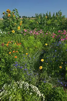 Cornflowers: Sunflowers with Royal Mallow (Lavatera trimestris)