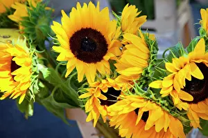 Shopping: Sunflowers for sale at the market in Saint