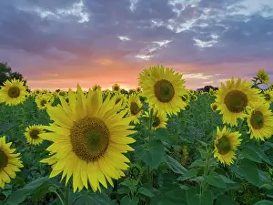 Geoff Du Feu: Sunflowers and sunset
