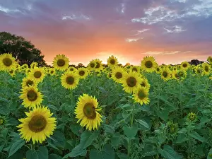 Geoff Du Feu: Sunflowers and sunset