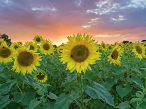 Geoff Du Feu: Sunflowers and sunset