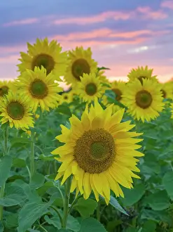Geoff Du Feu: Sunflowers and sunset