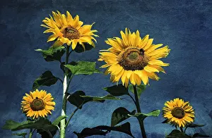 300119: Sunflowers Textured Image - Norfolk UK
