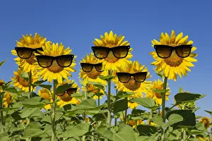 051119: Sunflowers wearing sunglasses
