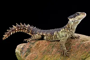 Cordylus: Sungazer (Smaug giganteus), South Africa
