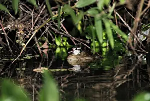 Fulica: Sungrebe