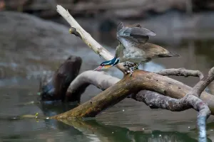 Jose: Sungrebe