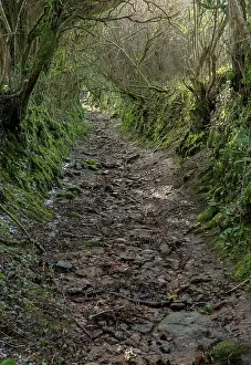 Pathway: Sunken lane and public footpath at Ponsworthy, in