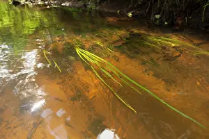 Drents: Sunlight reaches the bottom of the stream with waterplants