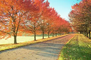 Terry: Sunlight row of maple trees in Michigan