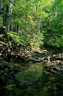 Evironment: Sunlight on small stream in a forest, typical mixed