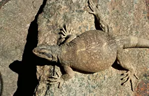 Obesus: Sunning Chuckwalla