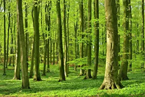 Jasmund: Sunny beech forest in spring, fresh green, wood