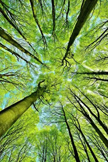 Mecklenburg: Sunny beech forest in spring, frog perspective