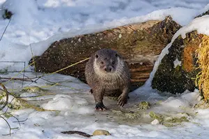 Root: On a sunny day, an otter (Lutra lutra)