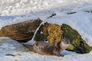 Root: On a sunny day an otter (Lutra lutra) rests in the snow in front of a root of a dead tree