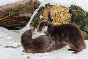 Root: On a sunny day two otters (Lutra lutra) play in the snow in front of a root of a dead tree