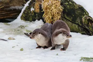 Root: On a sunny day two otters (Lutra lutra) sit in the snow in front of a root of a dead tree
