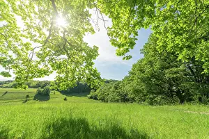 260622: Sunny green landscape of clearing in forest bodure