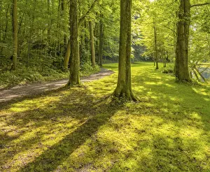 Idyllic: Sunny illuminated idyllic forest scenery with dirt road at late summer time