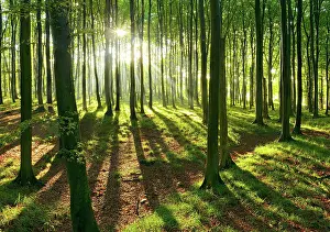 Reflex: Sunny natural beech forest, sun shines through haze