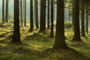 Spruce: Sunny spruce forest in the morning light, Thuringian Forest