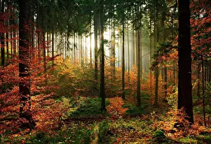 Beginning: Sunny spruce forest (Picea) with beginning regeneration