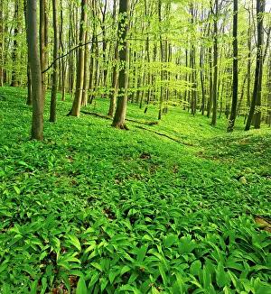 Amaryllidaceae: Sunny, untouched natural beech forest in spring