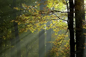 Sunrays: Sunrays in the autumnally coloured deciduous forest