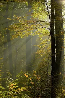 Sunrays: Sunrays in the autumnally coloured deciduous forest
