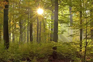Sunrays: Sunrays in the autumnally coloured deciduous forest