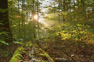 Sunrays: Sunrays breaking through morning fog in