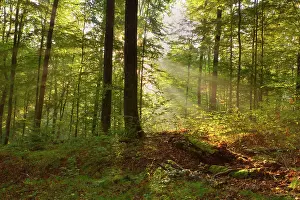 Sunrays: Sunrays breaking through morning fog in