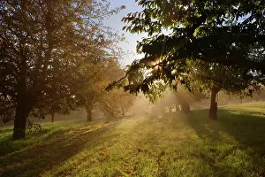 Sunrays: Sunrays breaking through morning fog in