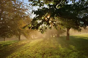 Sunrays: Sunrays breaking through morning fog in