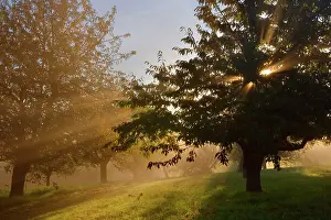 Sunrays: Sunrays breaking through morning fog in