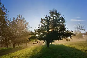 Sunrays: Sunrays breaking through morning fog in