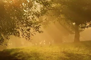 Sunrays: Sunrays breaking through morning fog in