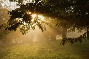 Sunrays: Sunrays breaking through morning fog in