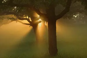 Sunrays: Sunrays breaking through morning fog in