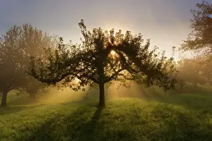 Sunrays: Sunrays breaking through morning fog in