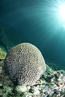 Sunrays: Sunrays over coral