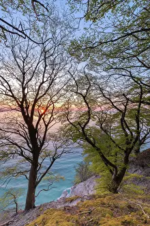 Chalk: Sunrise over the Baltic Sea, beech forest, Common