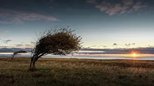 Frisian: Sunrise at Braderup Heath, Sylt, Germany, Europe