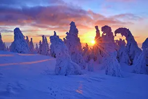 Pines: Sunrise on the Brocken, winter, snow-covered pines