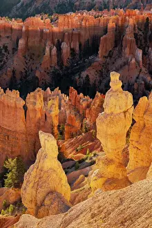 Gold: Sunrise at Bryce Canyon National Park, Utah