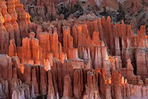 Gold: Sunrise at Bryce Canyon National Park, Utah