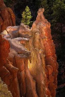 Gold: Sunrise at Bryce Canyon National Park, Utah